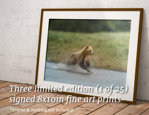 Limited Edition Book Package- Wild Bears of Canada - Image 5