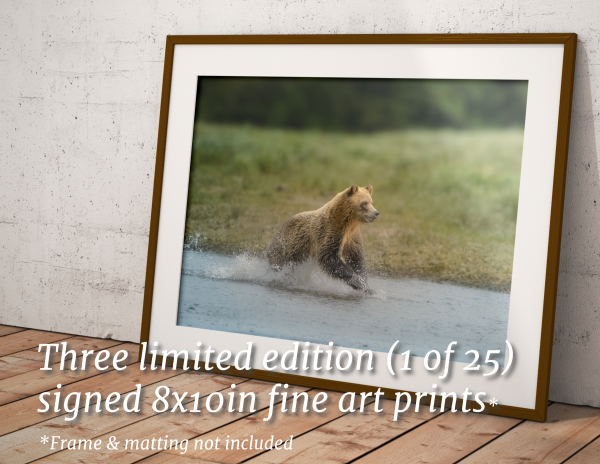 Limited Edition Deluxe Wild Bears of Canada 1 of 100 - Package - Image 5