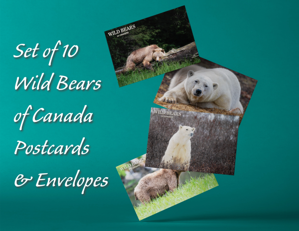 Limited Edition Deluxe Wild Bears of Canada 1 of 100 - Package - Image 6