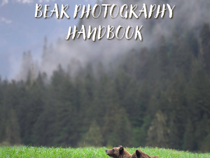 Bear Photography Handbook - Download