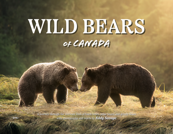 Wild Bears of Canada by Eddy Savage - Image 2