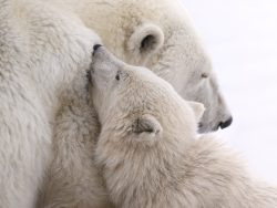 Mother & Cub Bond - Signed Limited Edition 1 of 10