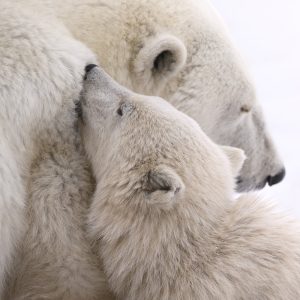 Mother & Cub Bond - Signed Limited Edition 1 of 10