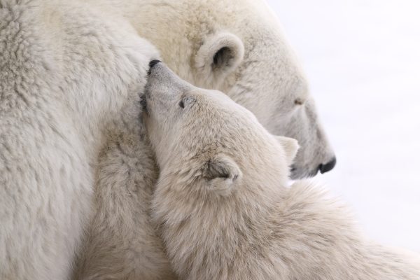 Mother & Cub Bond - Signed Limited Edition 1 of 10