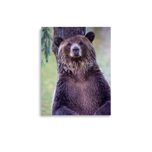 Grizzly bear stare - print - Image 3