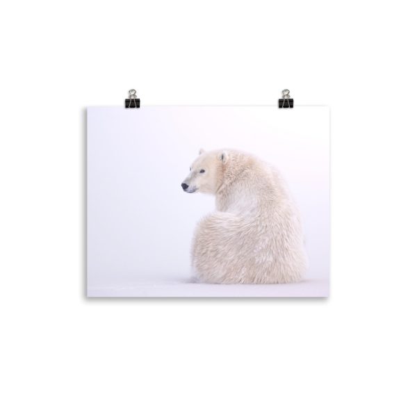 A Quick Glance - Polar Bear takes a look - Print - Image 2