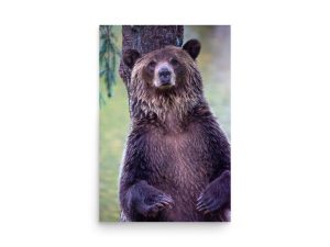 Grizzly bear stare - print