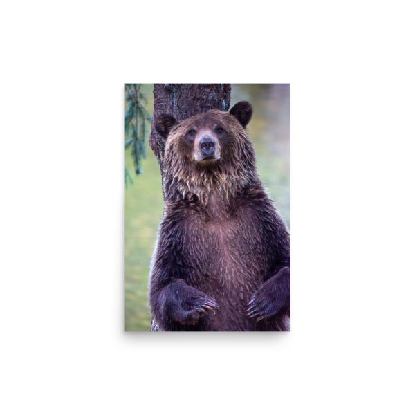 Grizzly bear stare - print