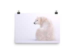 A Quick Glance - Polar Bear takes a look - Print