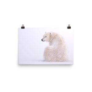 A Quick Glance - Polar Bear takes a look - Print