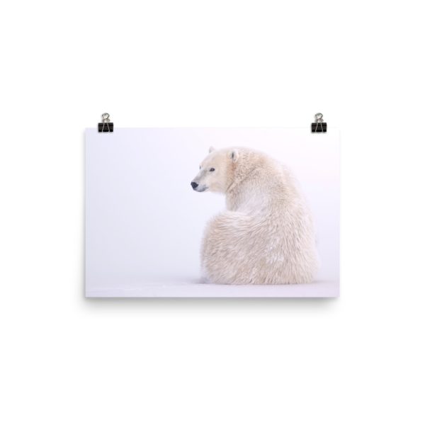 A Quick Glance - Polar Bear takes a look - Print