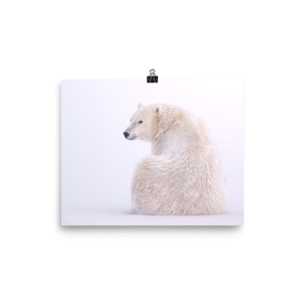 A Quick Glance - Polar Bear takes a look - Print - Image 3