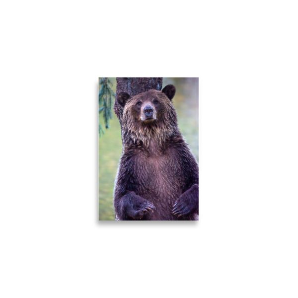Grizzly bear stare - print - Image 2