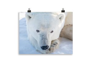 A resting bear - print