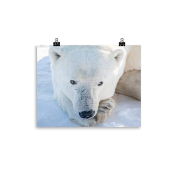 A resting bear - print