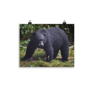 Searching for fish - black bear on the hunt - print