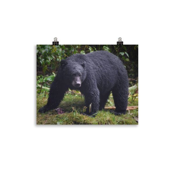 Searching for fish - black bear on the hunt - print