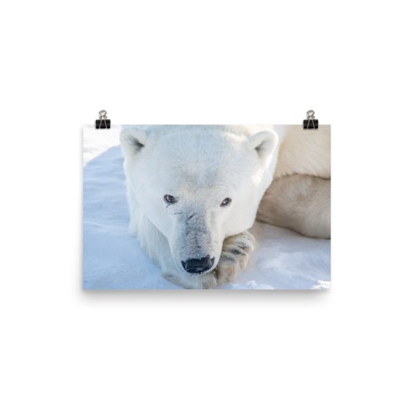 A resting bear - print - Image 2