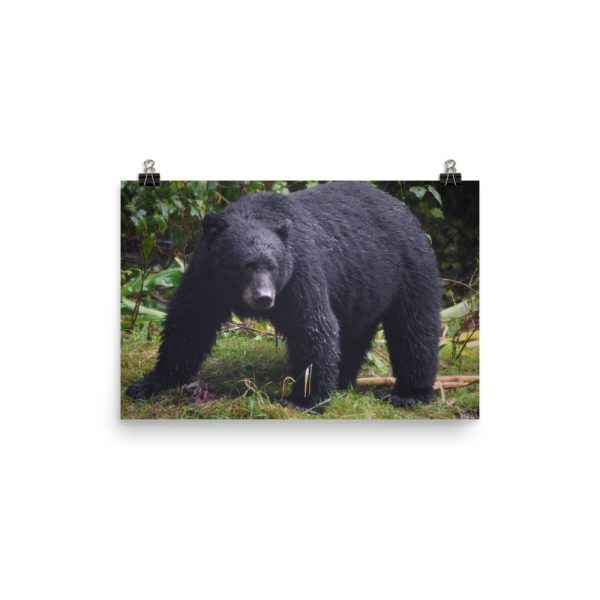 Searching for fish - black bear on the hunt - print - Image 2