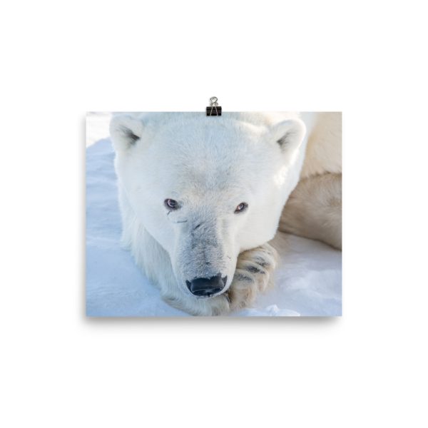 A resting bear - print - Image 3