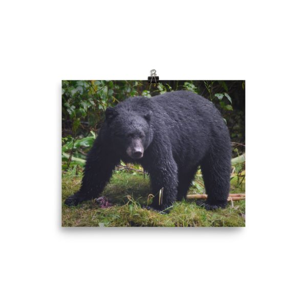 Searching for fish - black bear on the hunt - print - Image 3