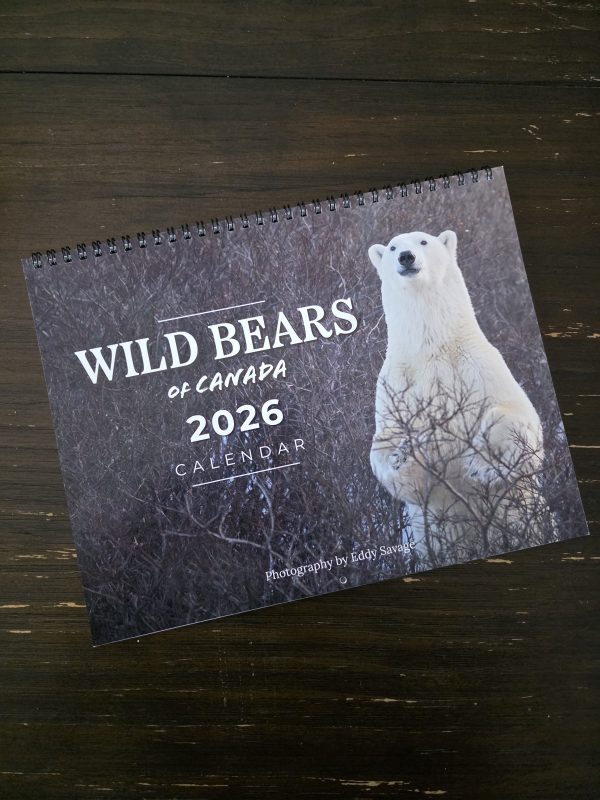 Early Bird: 2026 Calendar- Wild Bears of Canada (1 of 100) - Image 2