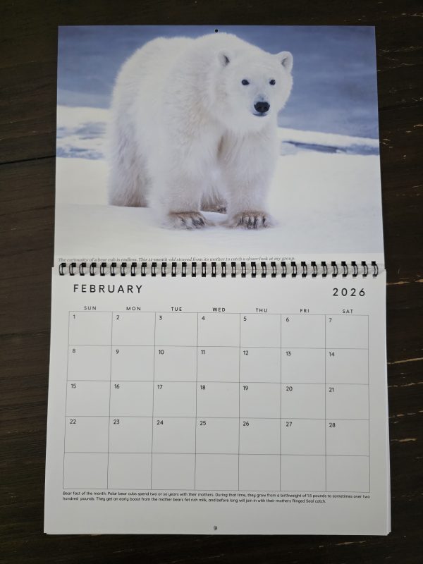 Early Bird: 2026 Calendar- Wild Bears of Canada (1 of 100) - Image 3