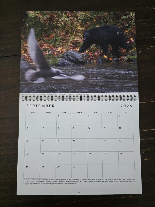 Early Bird: 2026 Calendar- Wild Bears of Canada (1 of 100) - Image 5