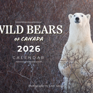 2026 Wild Bears of Canada Calendar Cover