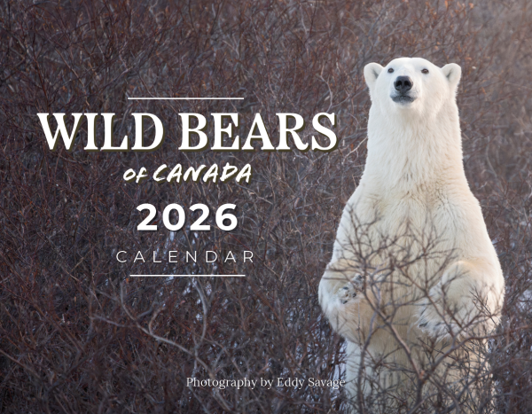 2026 Wild Bears of Canada Calendar Cover