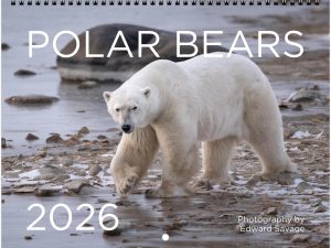 2026 Polar Bears Wall Calendar
