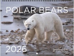 2026 Polar Bears Wall Calendar