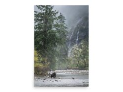 A Great Bear in the Rainforest - Photo paper poster