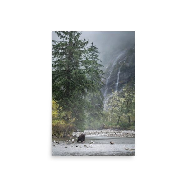 A Great Bear in the Rainforest - Photo paper poster